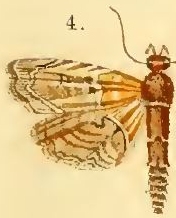 "Diplopseustis" fulvobasalis Snellen